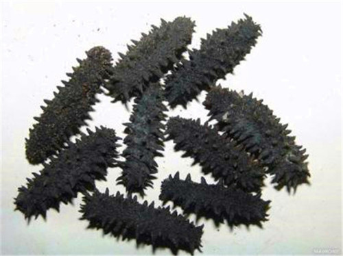 回收海參價(jià)格